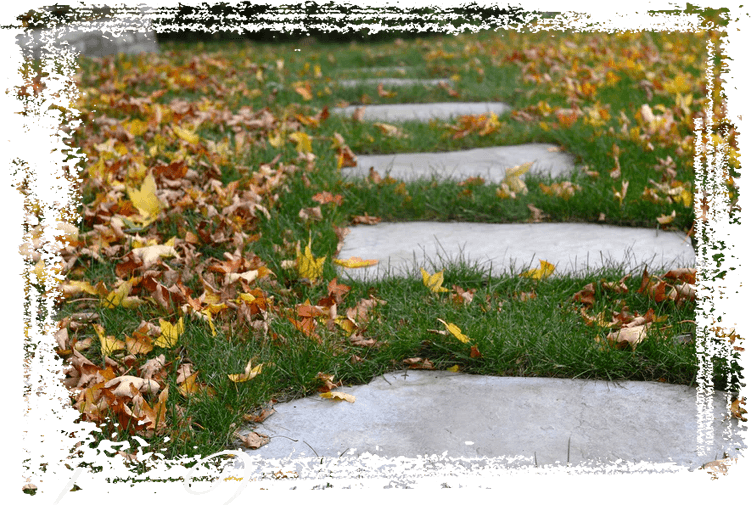 Superior Steppers Img